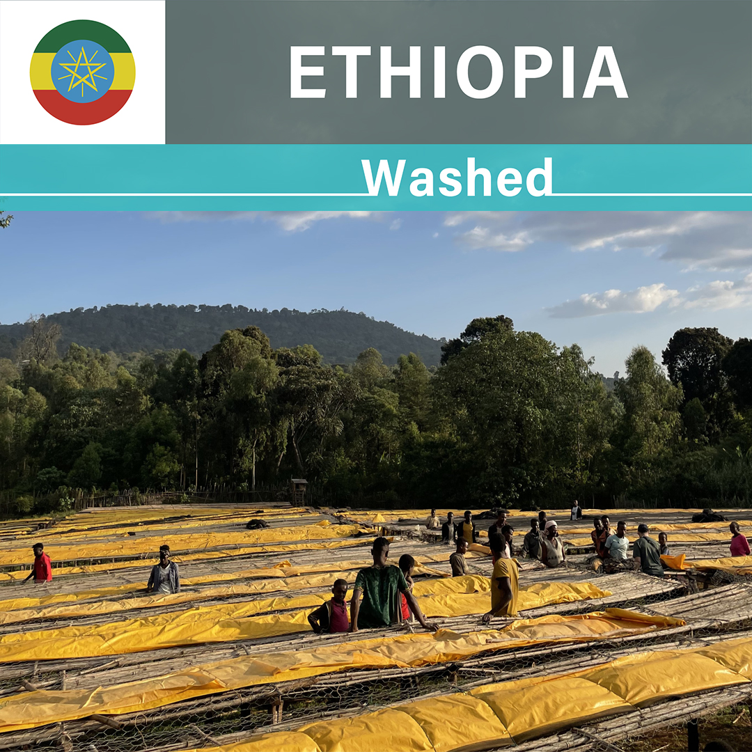 Ethiopia Gotiti Reku G1 Washed(24/25年クロップ) | ORIGIN COUNTRIES